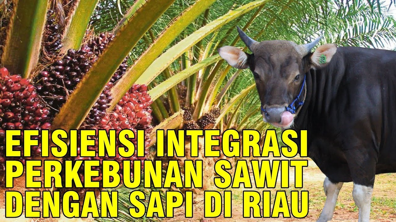 
                                 Bisnis-Sapi-Sawit-Sukses-Kisah-Alumni-Pelatihan-Alumni-48